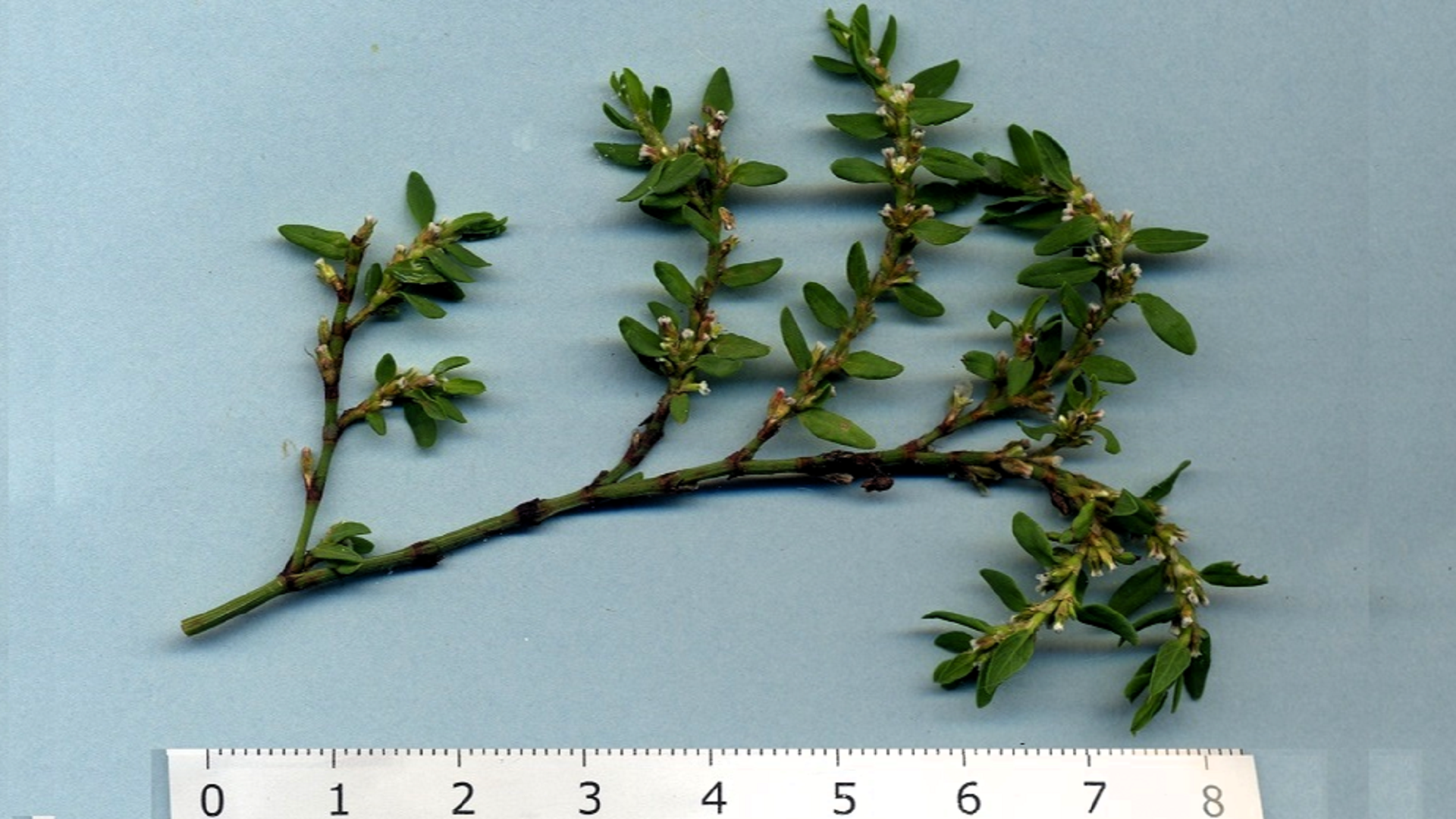 Small-leaved knotgrass 