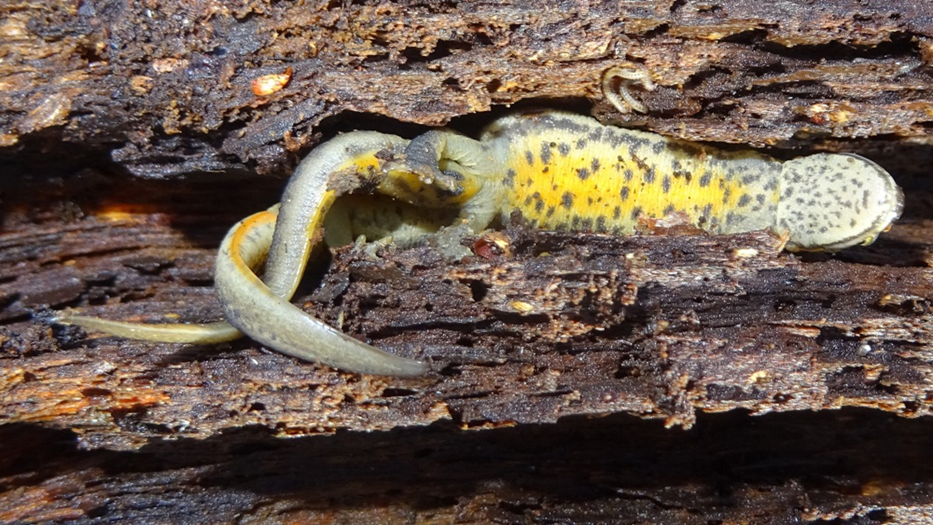 Smooth Newt
Lissotriton vulgaris