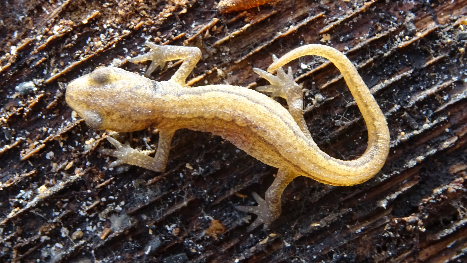 Smooth Newt
Lissotriton vulgaris