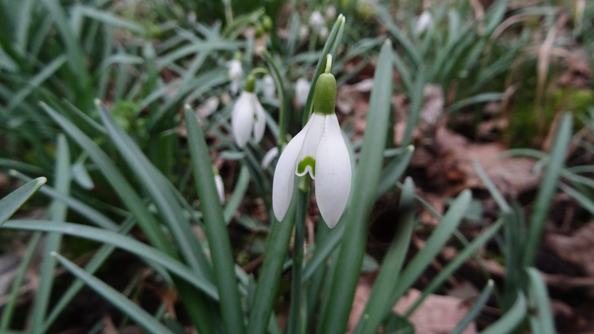 Snowdrop
Galanthus