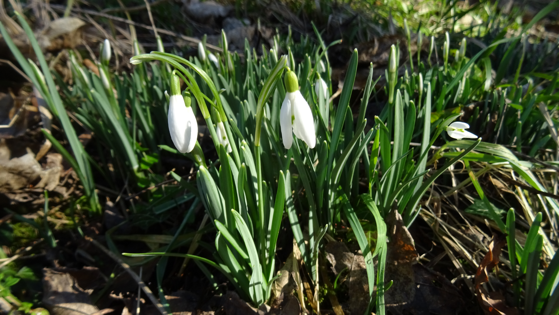 Snowdrops
Galanthus nivalis