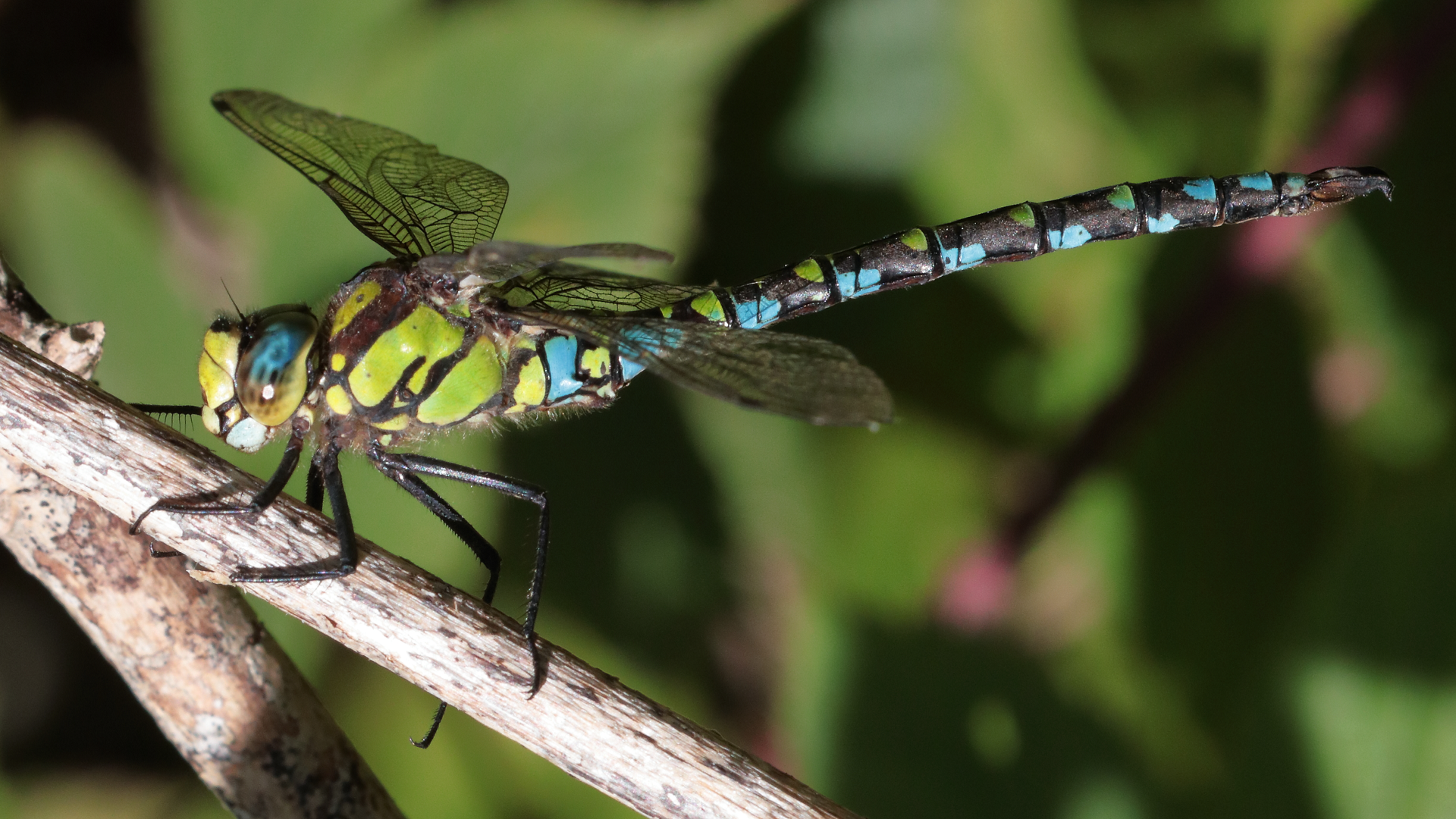 Southern Hawker
Aeshna cyanea