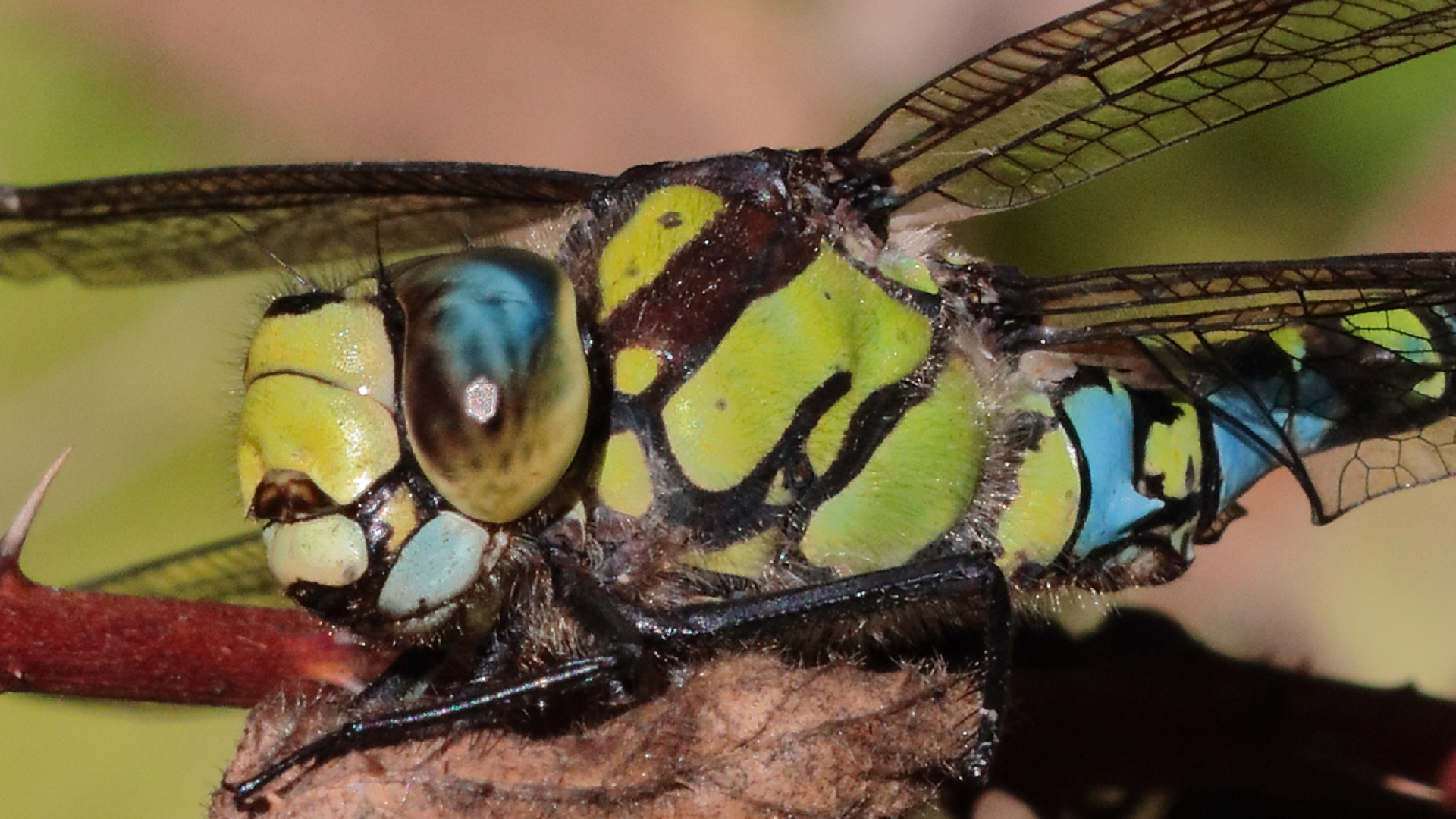 Southern Hawker
Aeshna cyanea