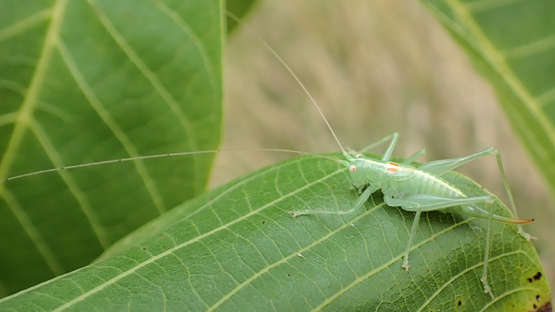 Southern Oak Bush-cricket
Meconema meridionale