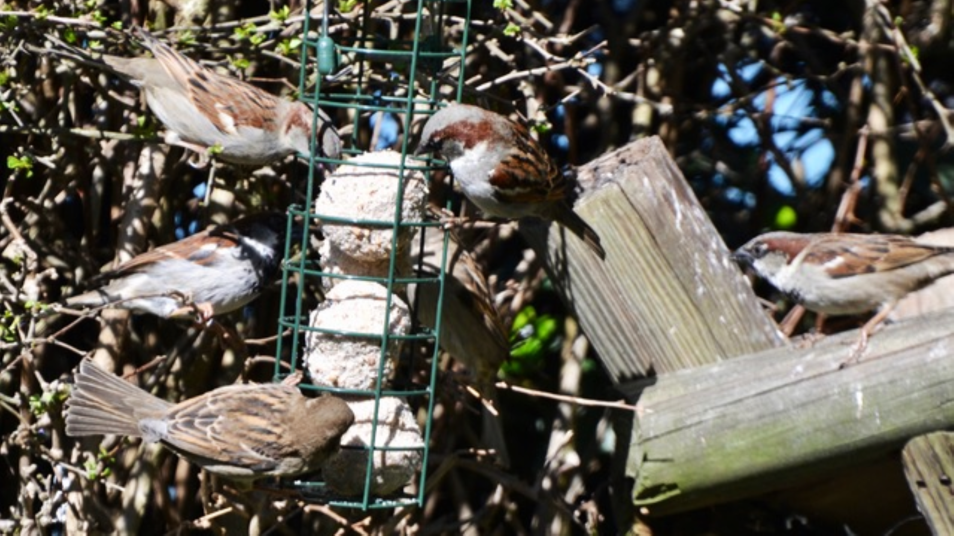 House Sparrow
Passer domesticus