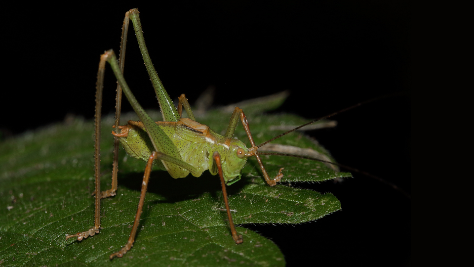 Speckled Bush-cricket
Leptophyes punctatissima