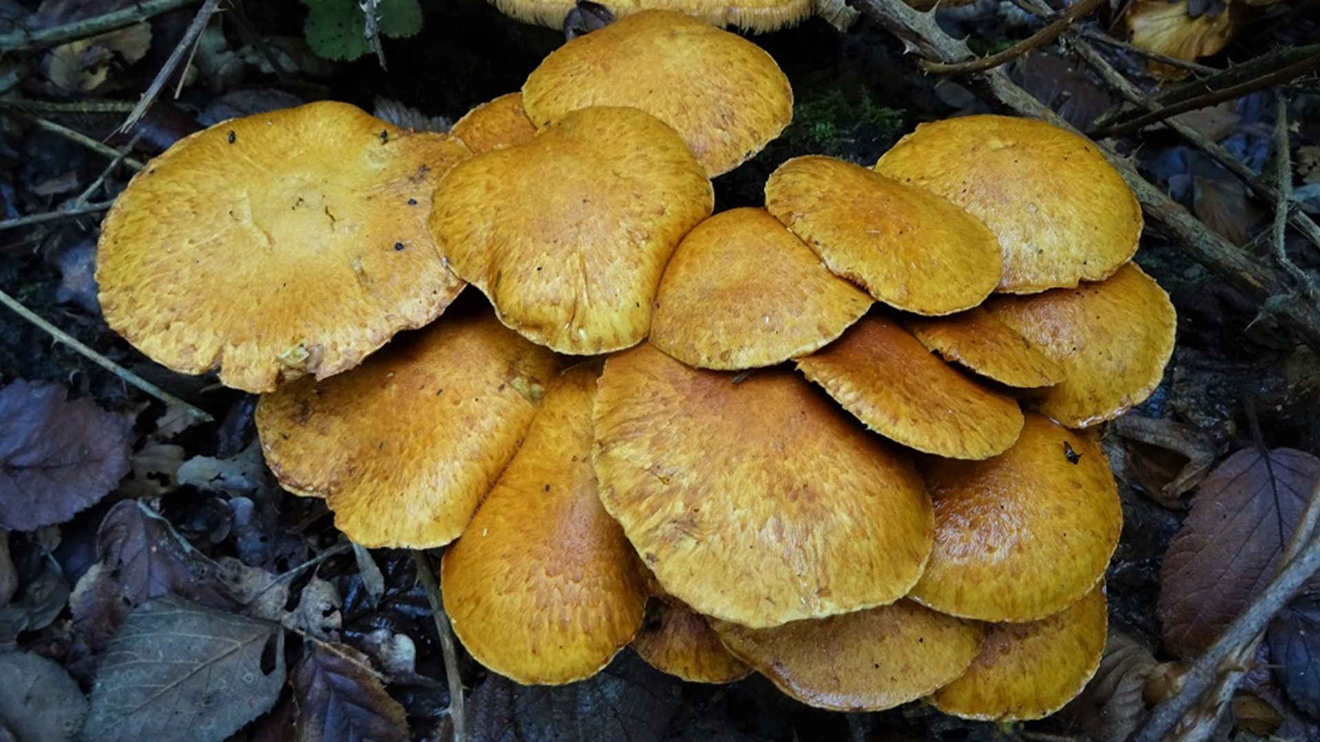 Spectacular Rustgill
Gymnopilus junonius