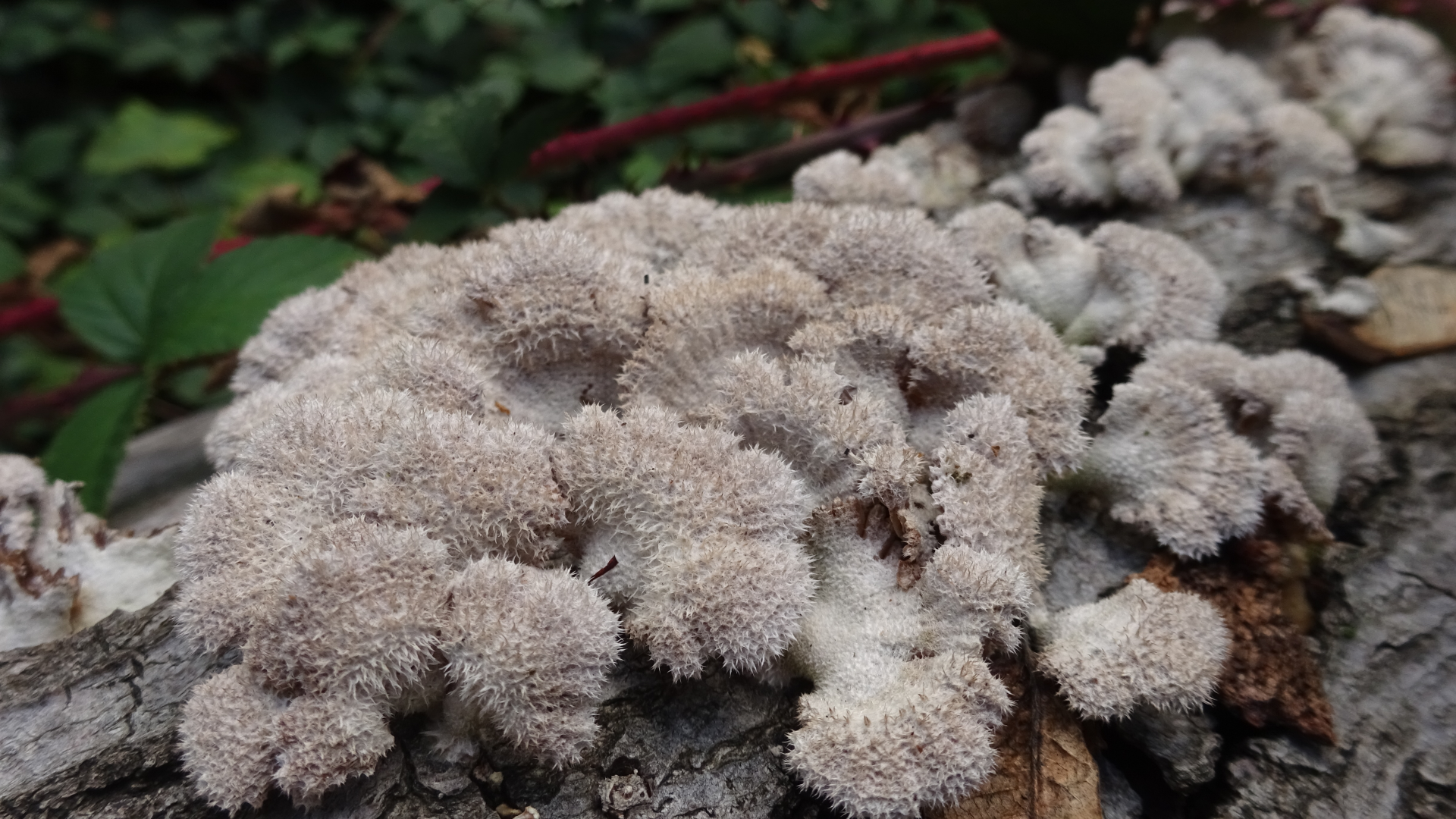 Split-gill Fungus
Schizophyllum commune