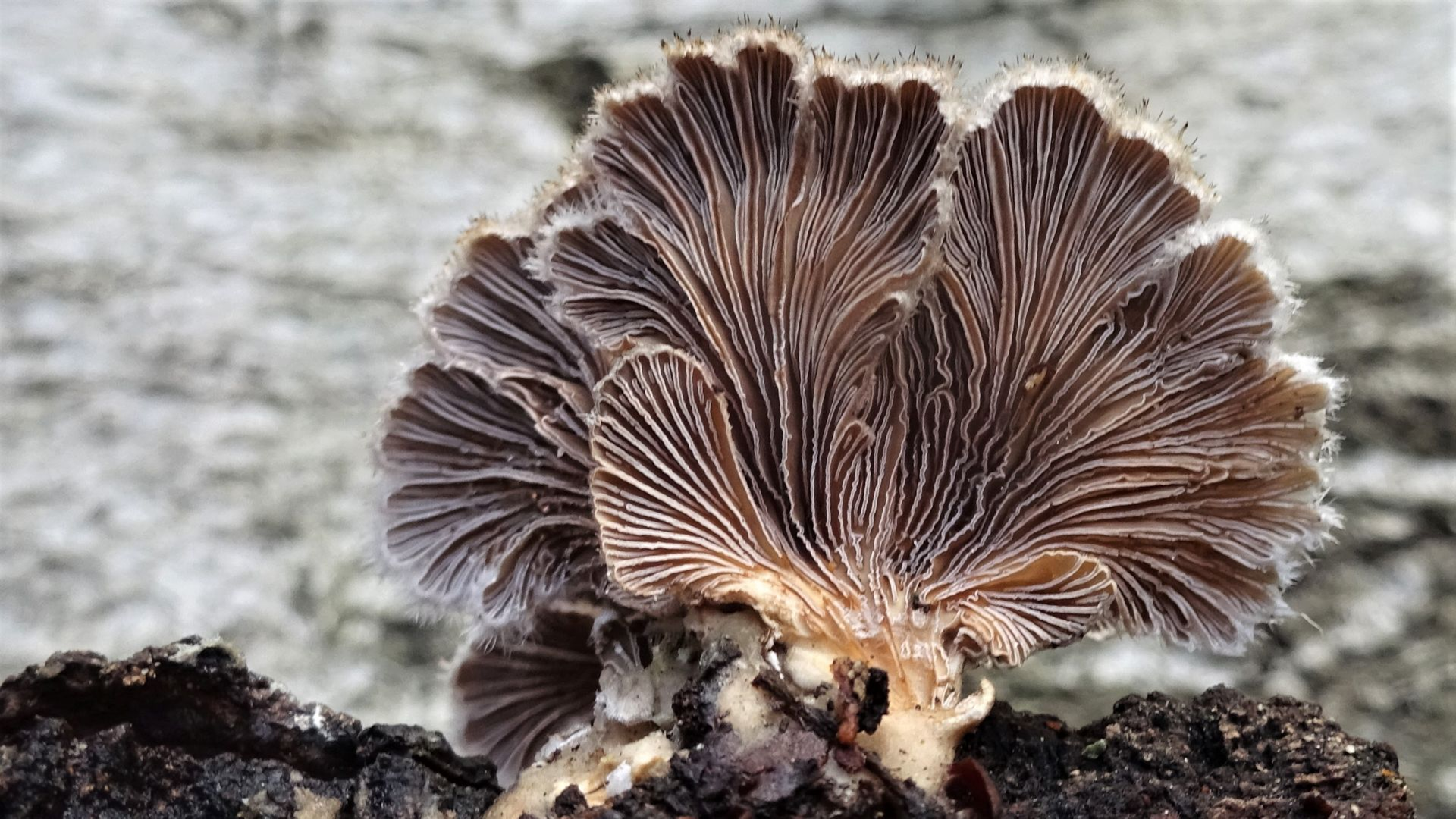 Split-gill Fungus
Schizophyllum commune