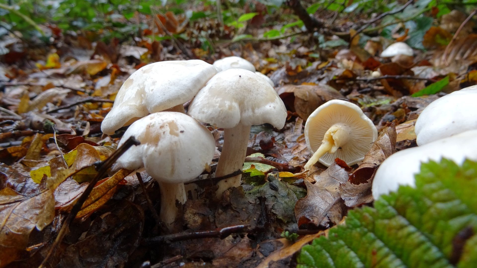 Spotted Toughshank
Collybia maculata