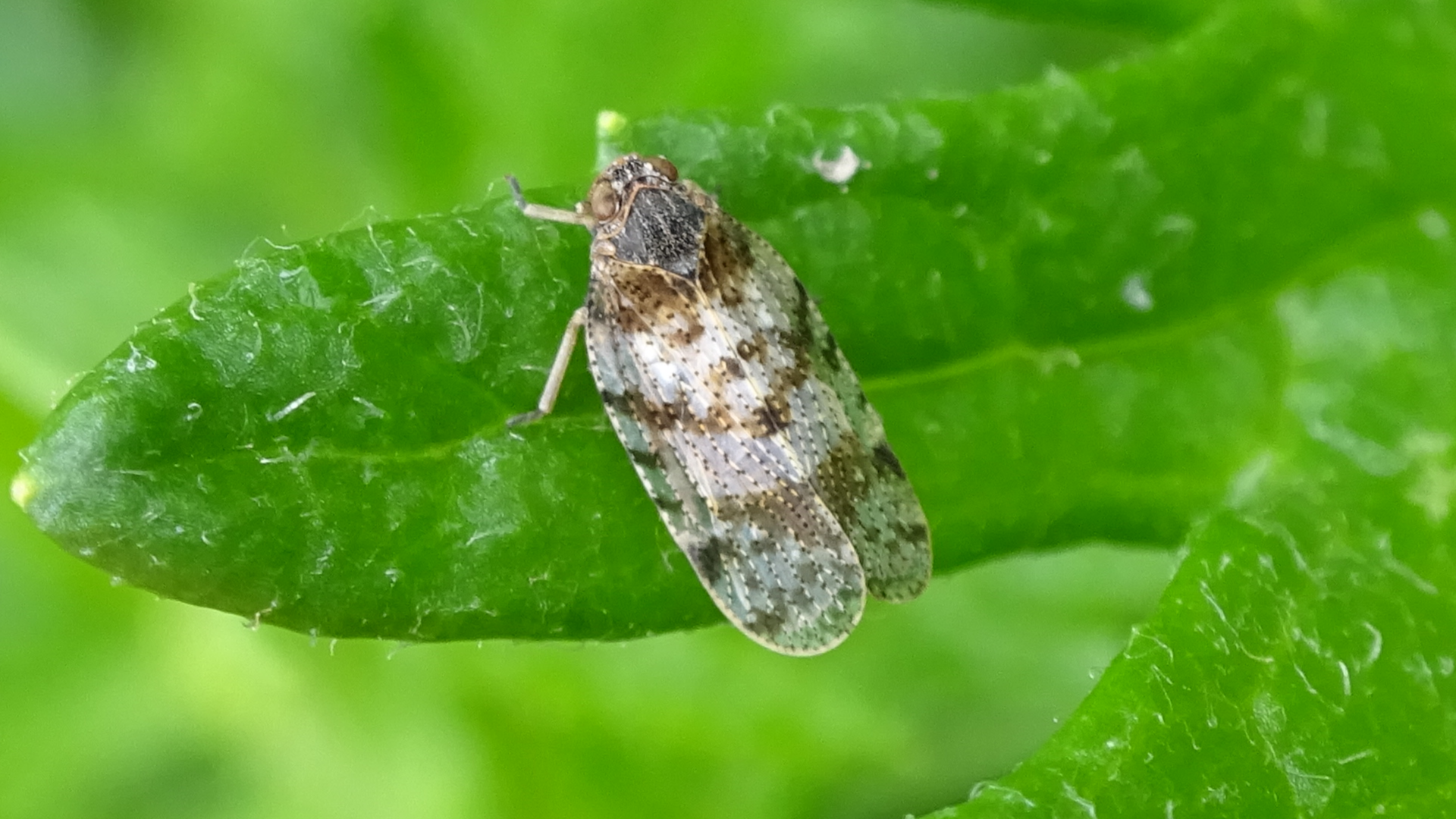 Spotted Lacehopper 