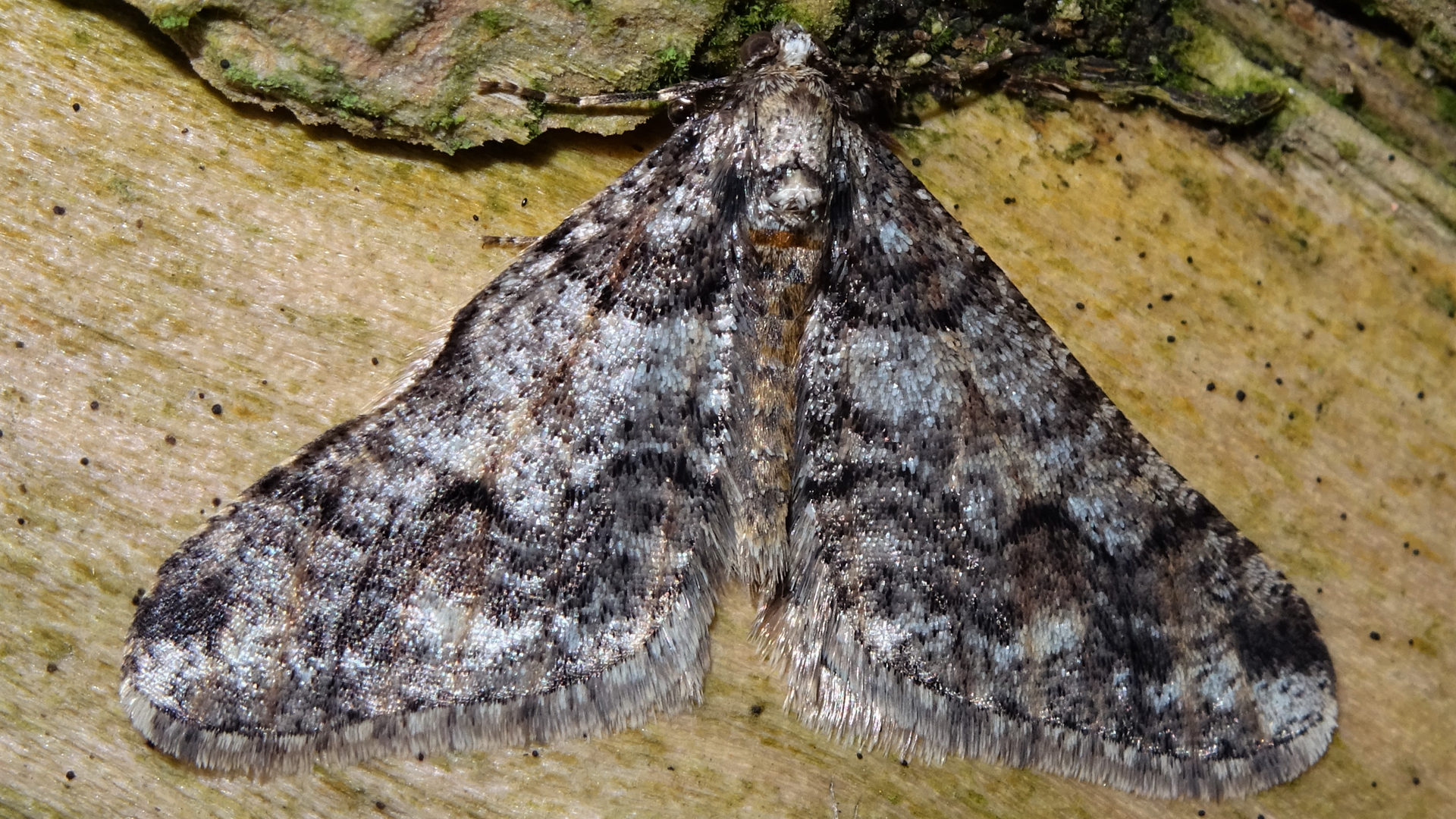 Spring Usher
Agriopis leucophaearia