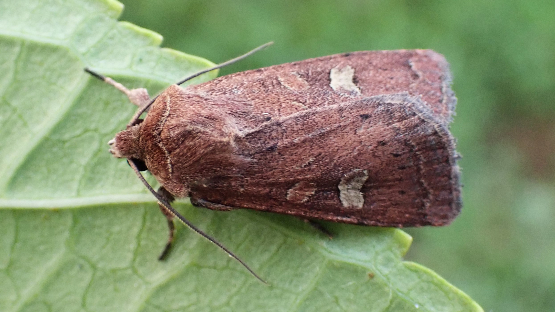 Square-spot Rustic
Xestia xanthographa