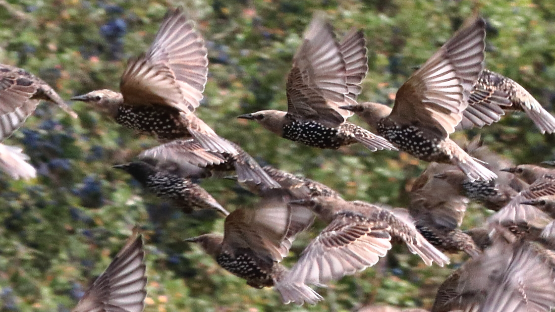 Starling
Sturnus vulgaris