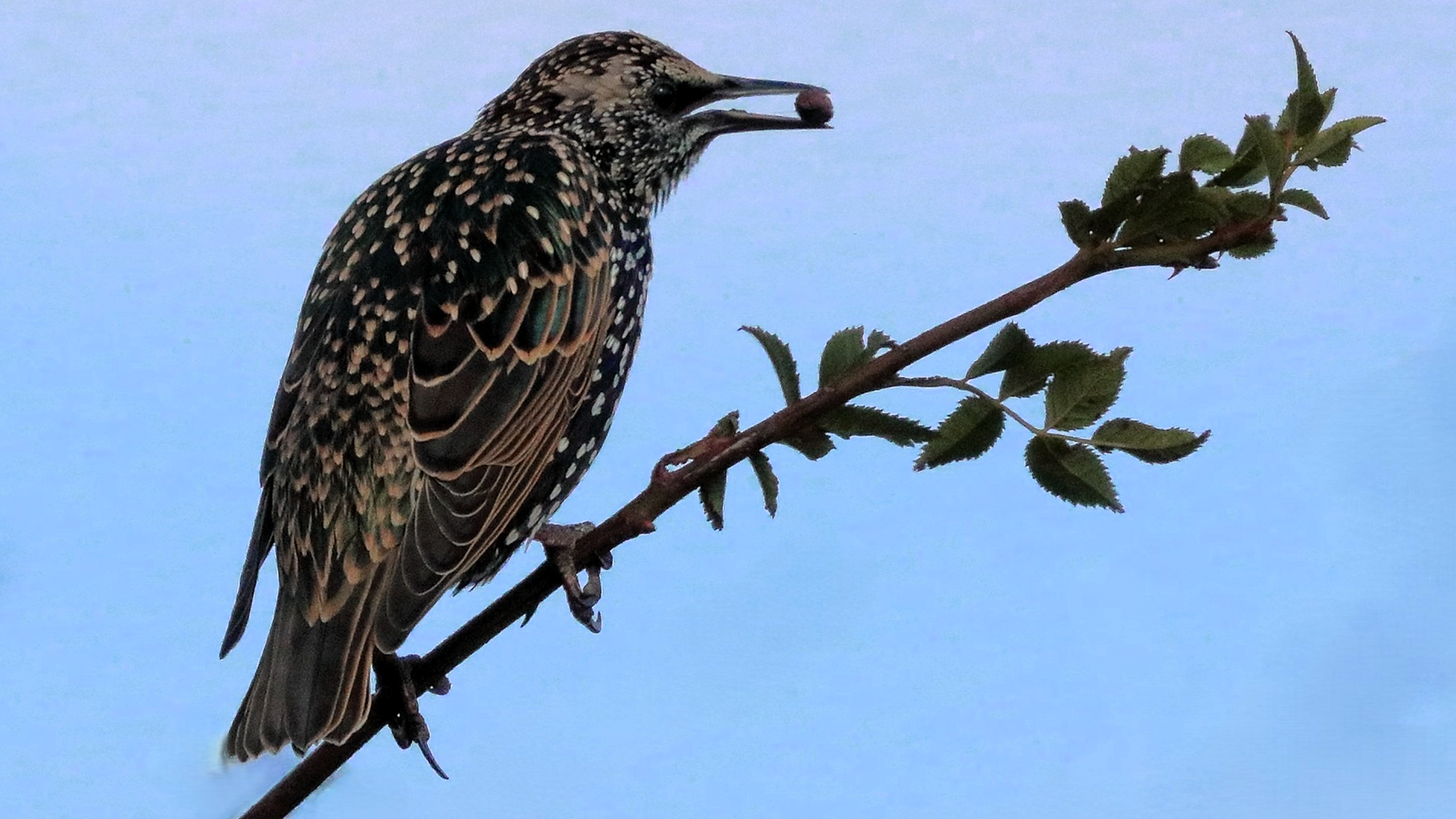 Starling
Sturnus vulgaris