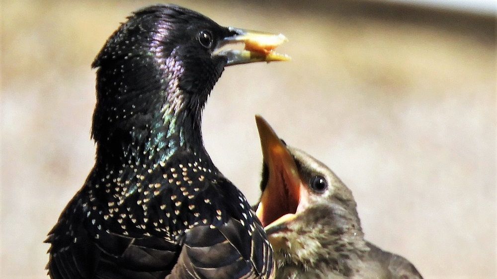 Starling
Sturnus vulgaris
