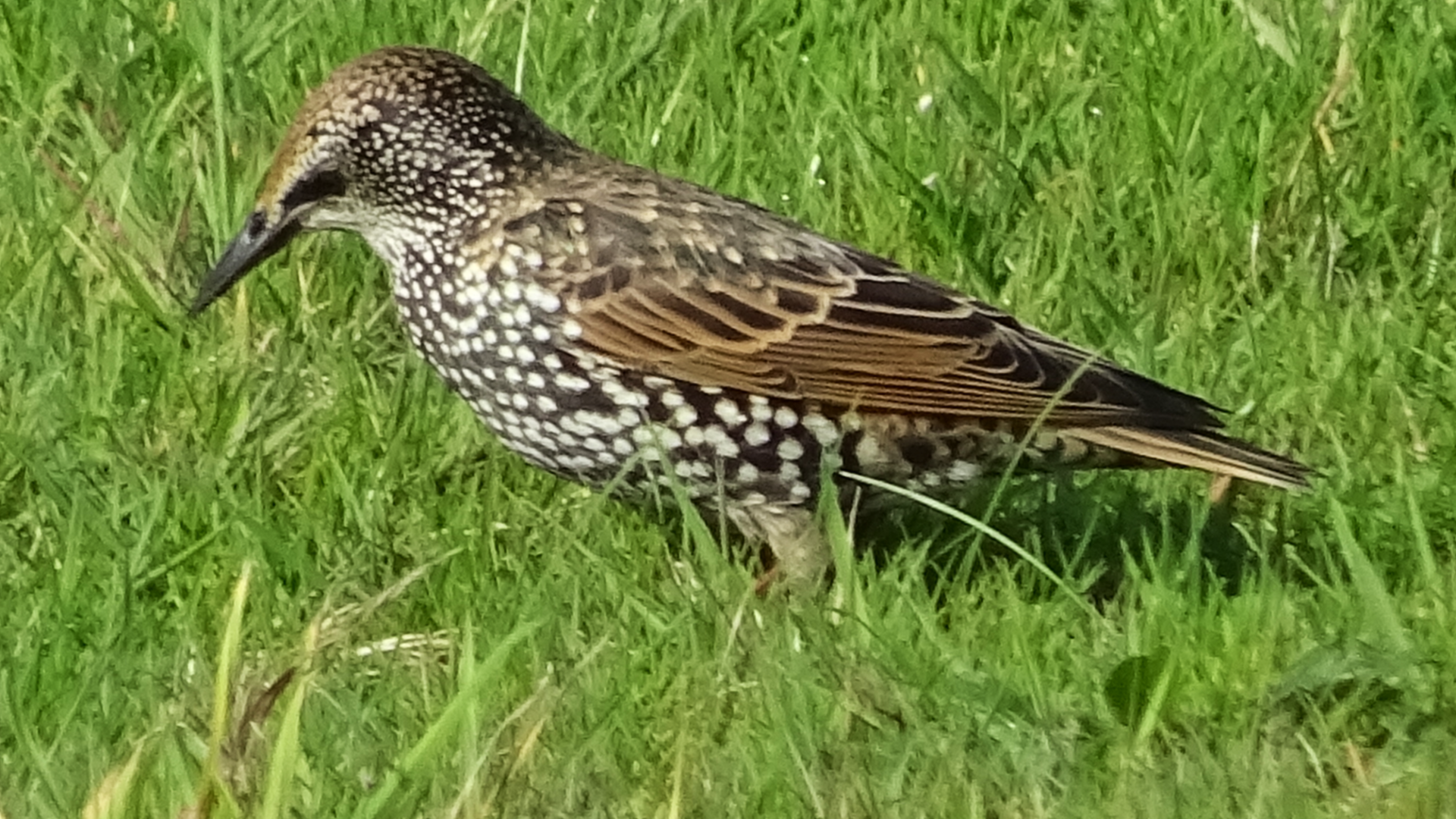 starling