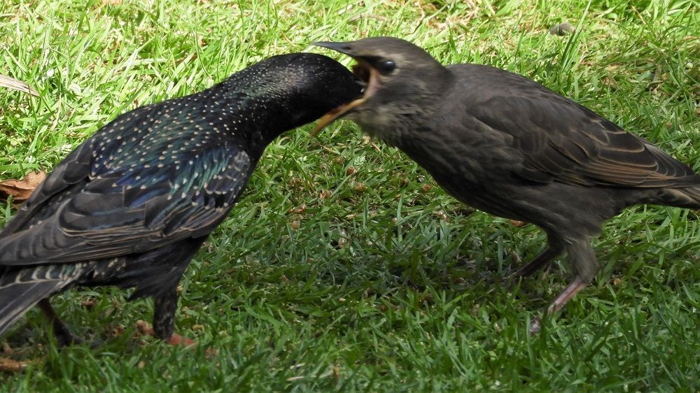 Starling
Sturnus vulgaris