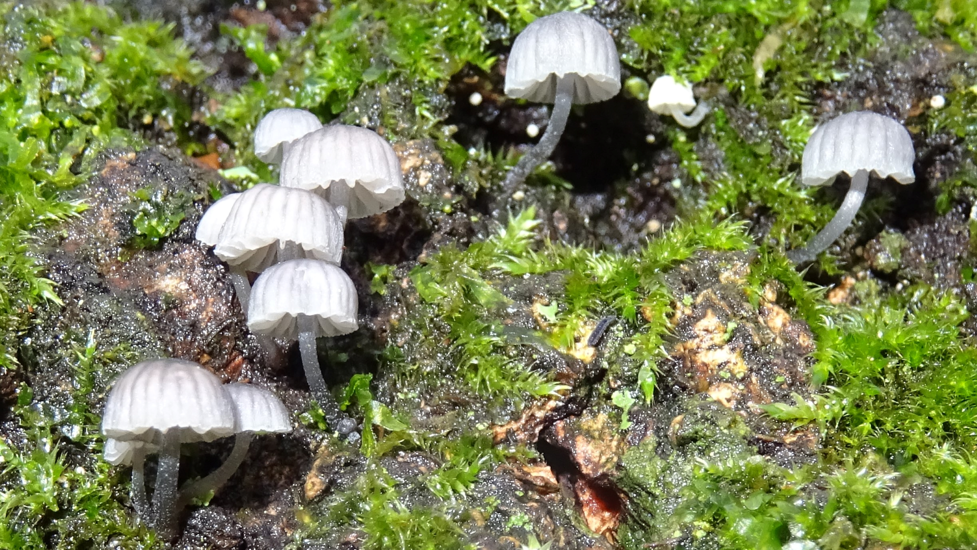 Steely Bonnet
Mycena pseudocorticola
