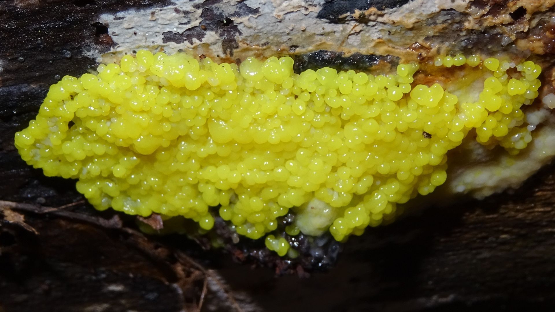 Slime Mould
Stemonitis sp.