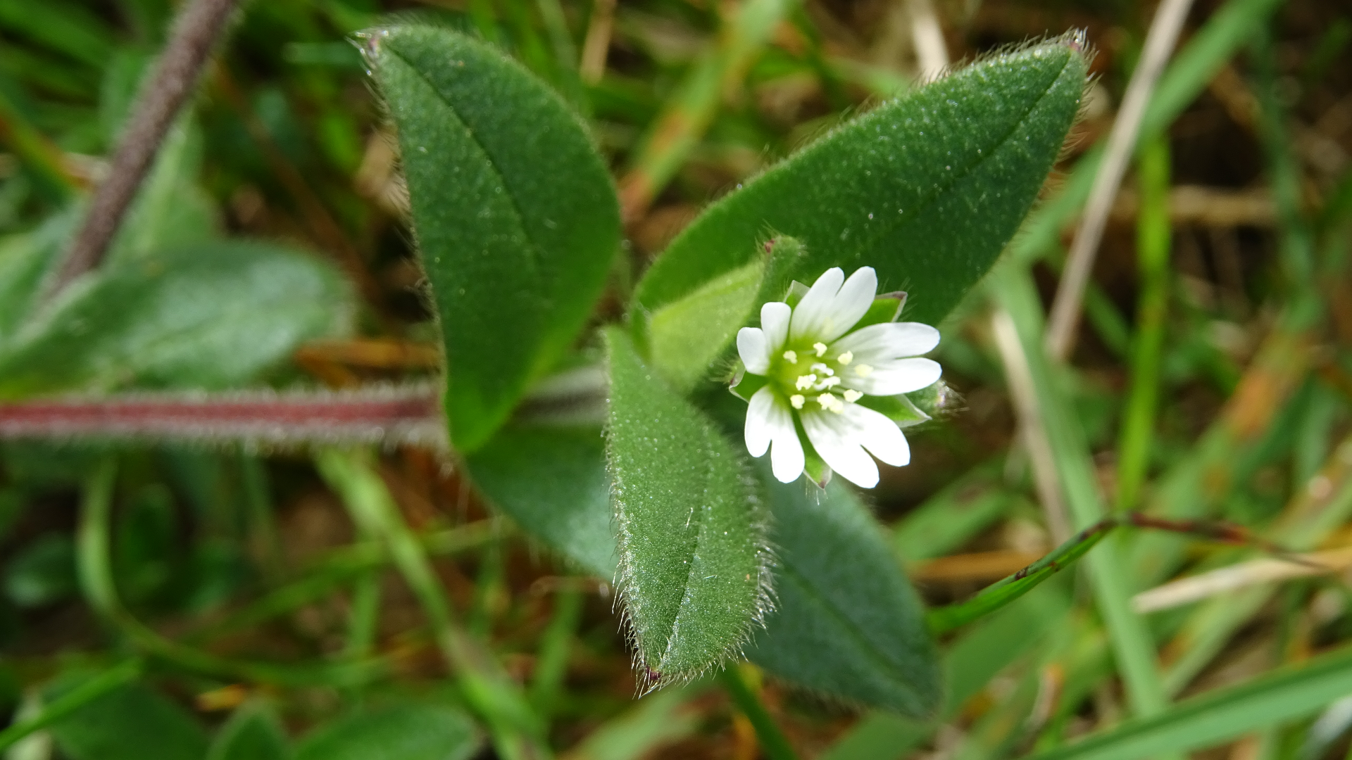 Sticky Mouse-ear