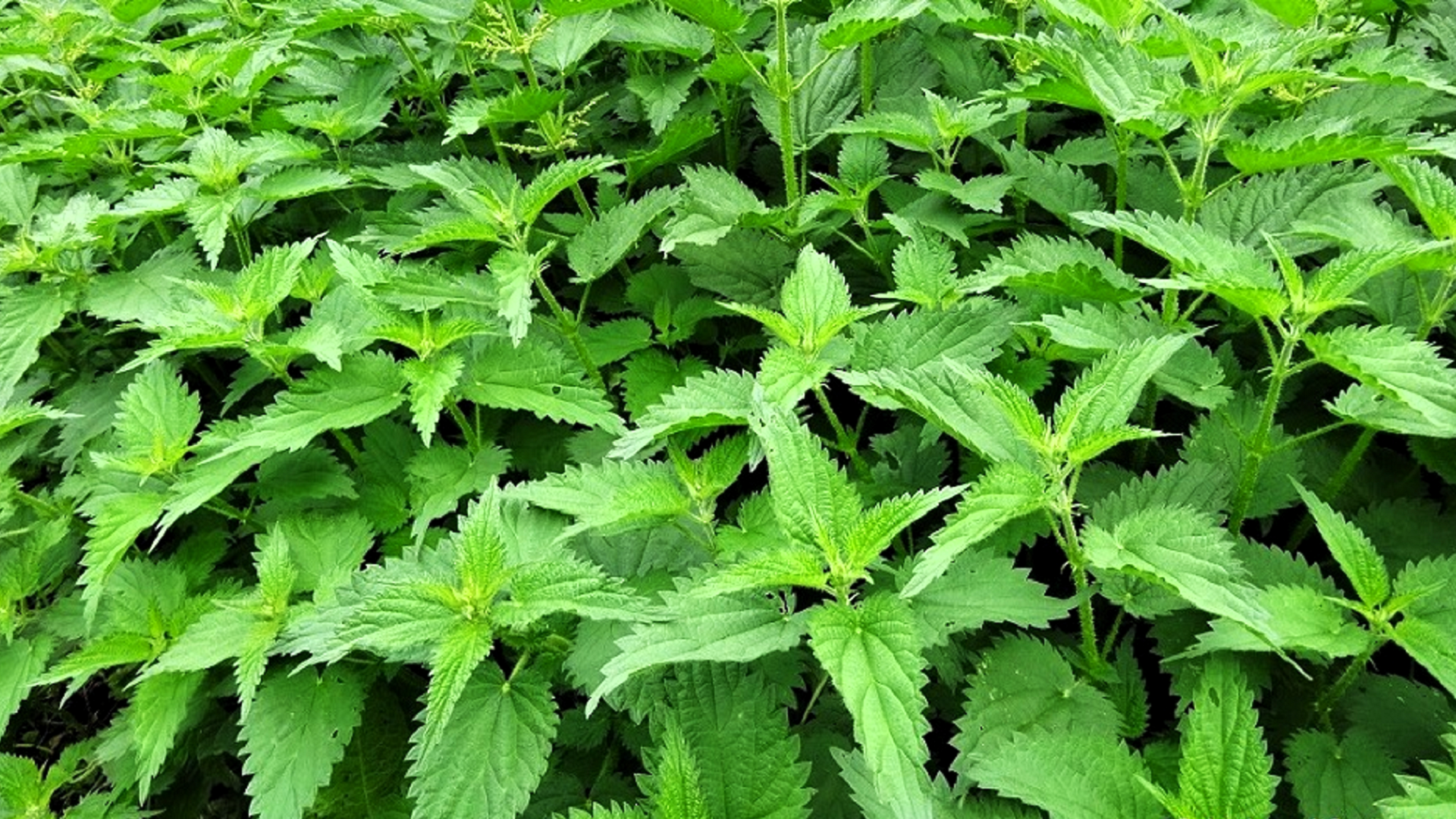 Common Nettle