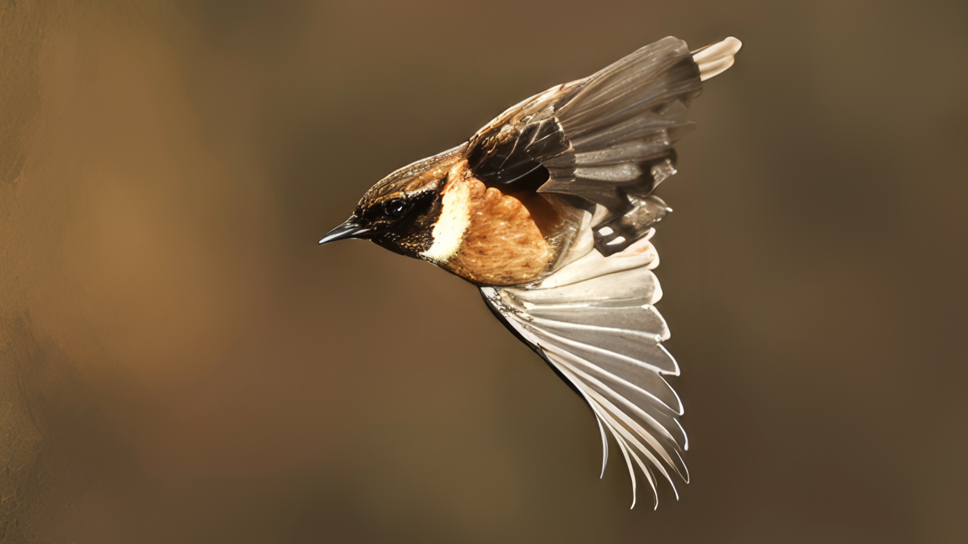 Stonechat
Saxicola torquata