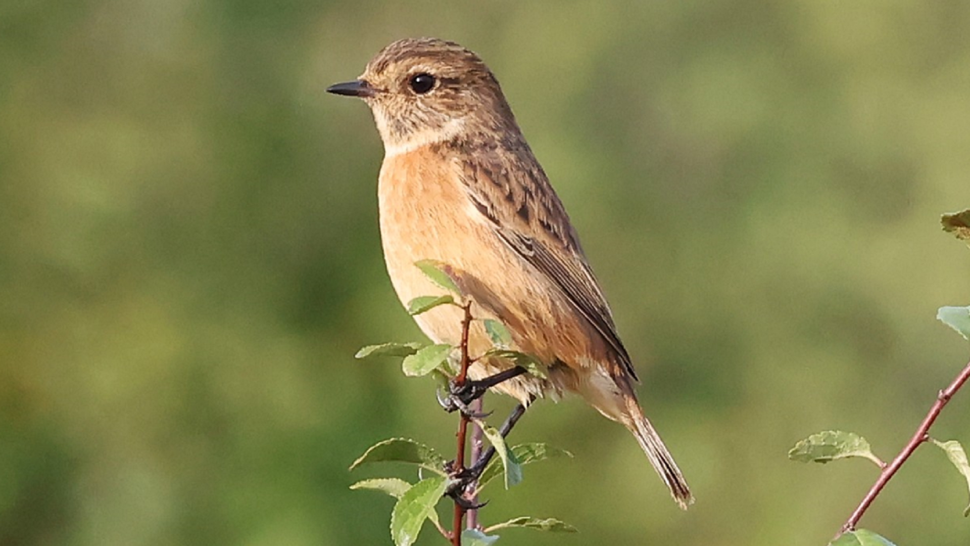 Stonechat
Saxicola torquata