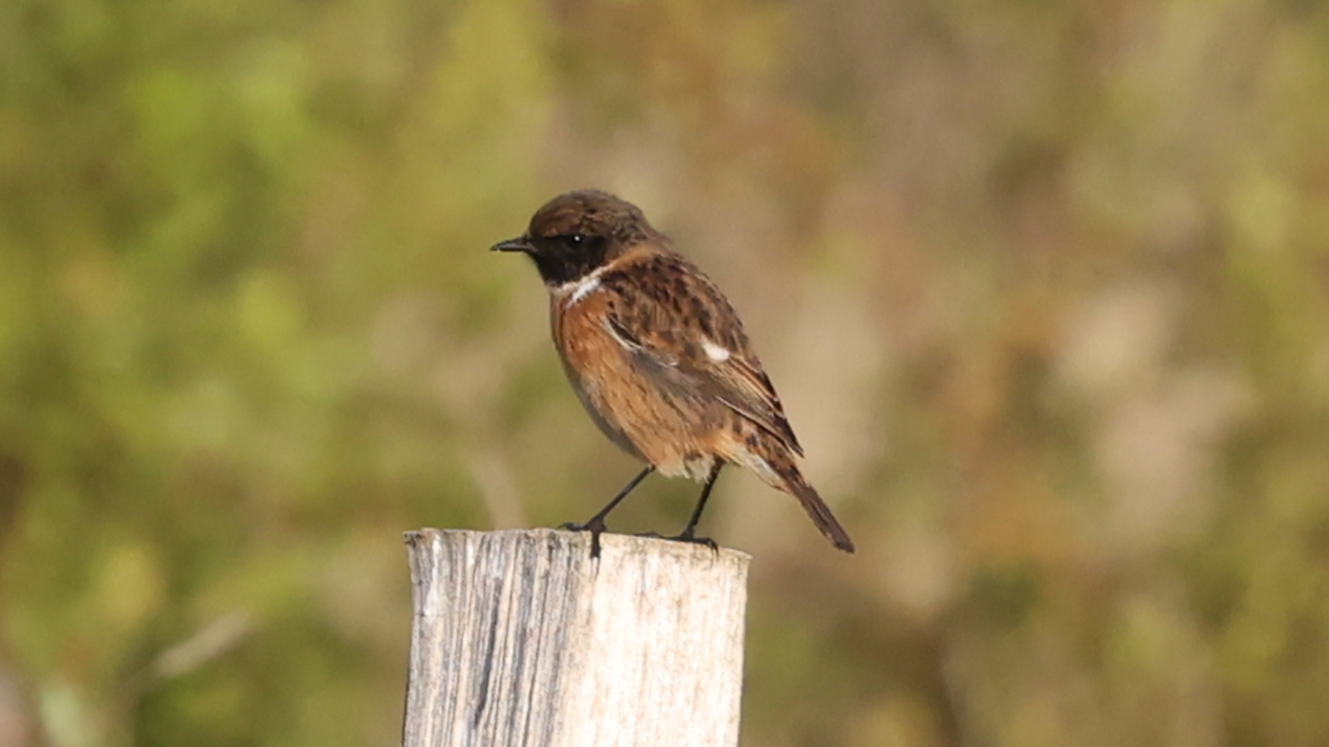 Stonechat
Saxicola torquata