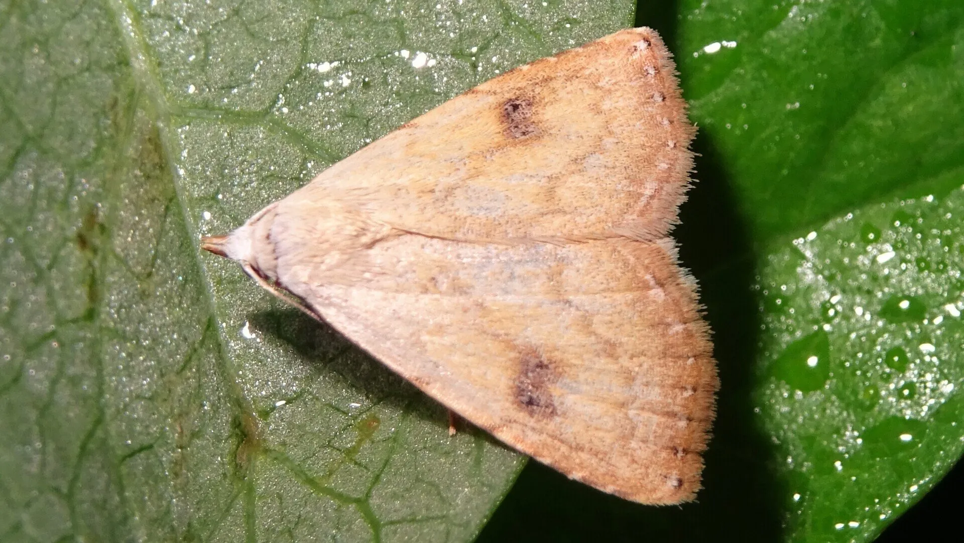 Straw Dot
Rivula sericealis