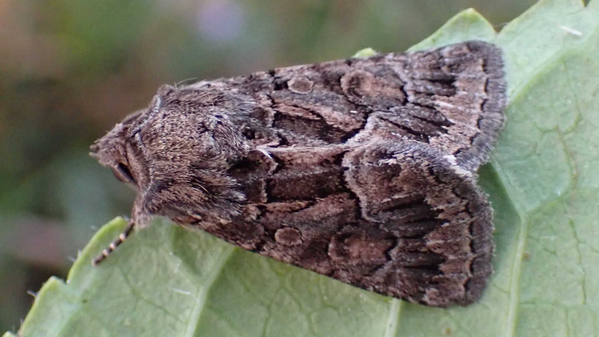Straw Underwing
Thalpophila matura