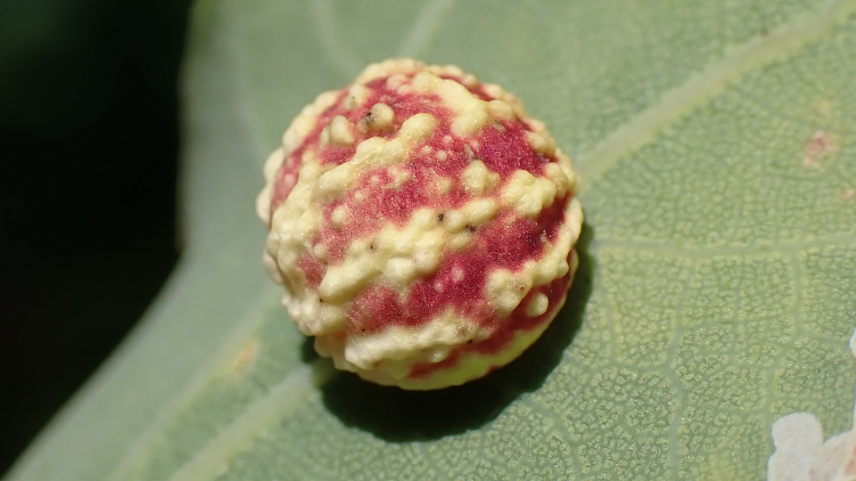 Striped Pea Gall
Cynips longiventris