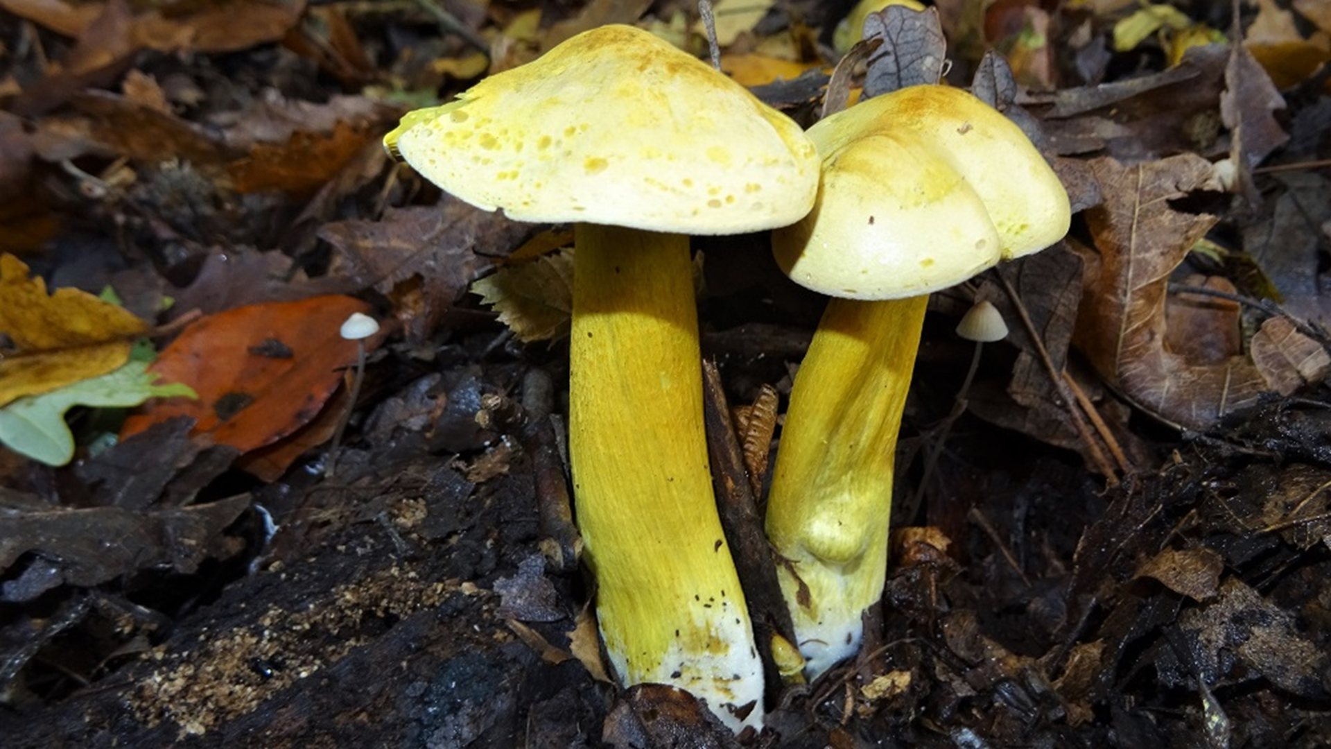 Sulphur Knight
Tricholoma sulphureum