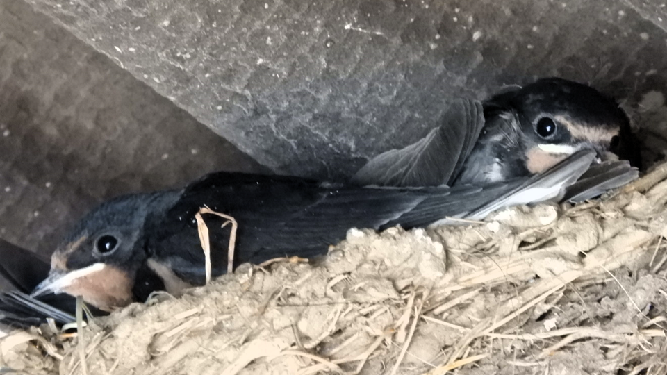 Swallow
Hirundo rustica