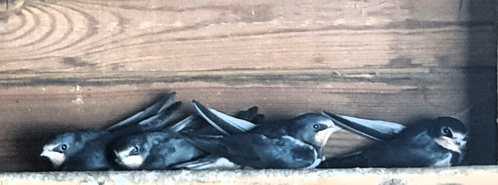 Swallow
Hirundo rustica