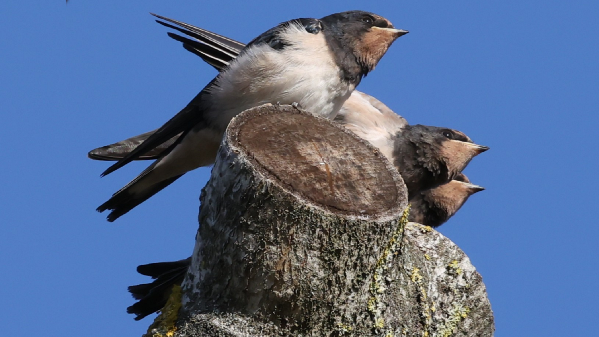 Swallow
Hirundo rustica