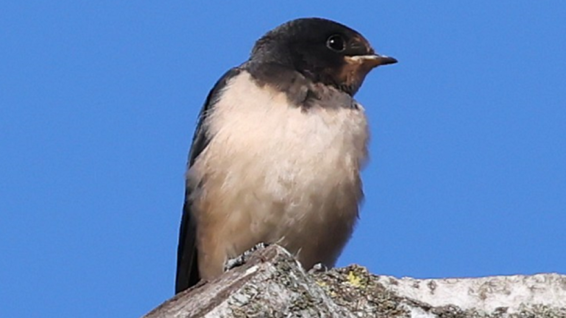 Swallow
Hirundo rustica