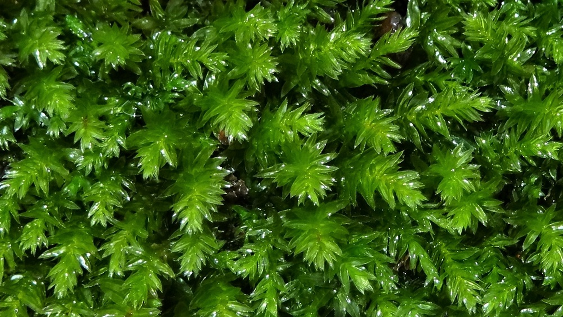 Swan's Neck Thyme Moss
Mnium hornum