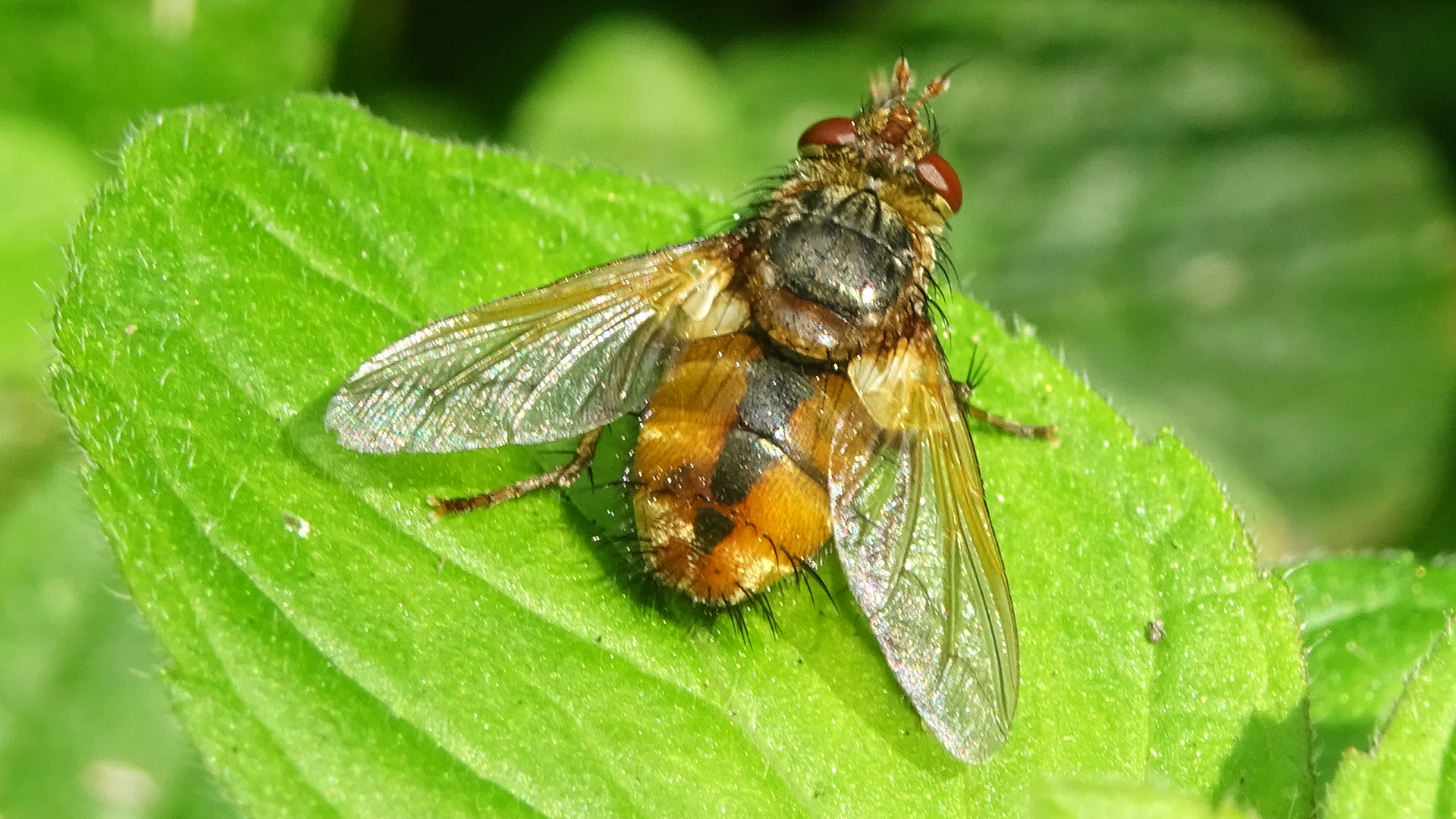 Tachina fera