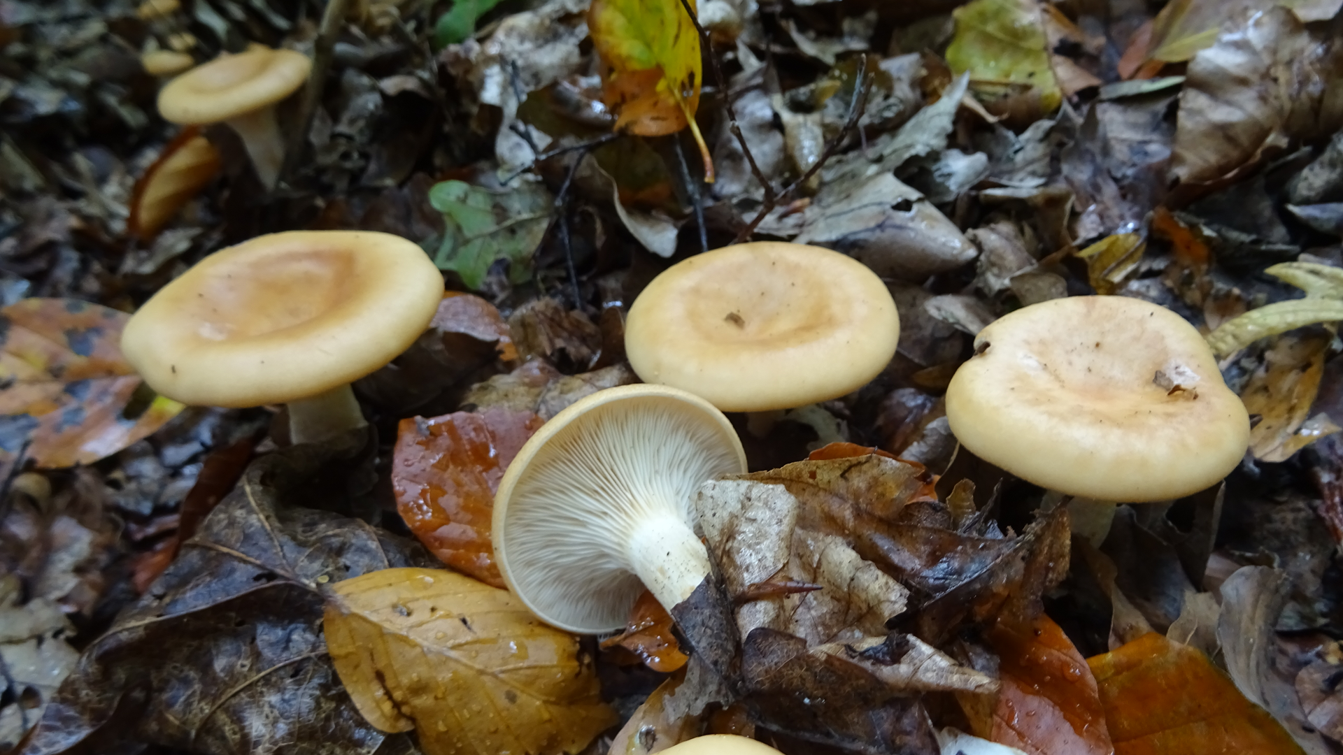 Tawny Funnel
Lepista flaccida