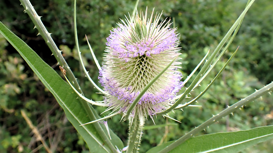 Teasel
Dipsacus fullonum