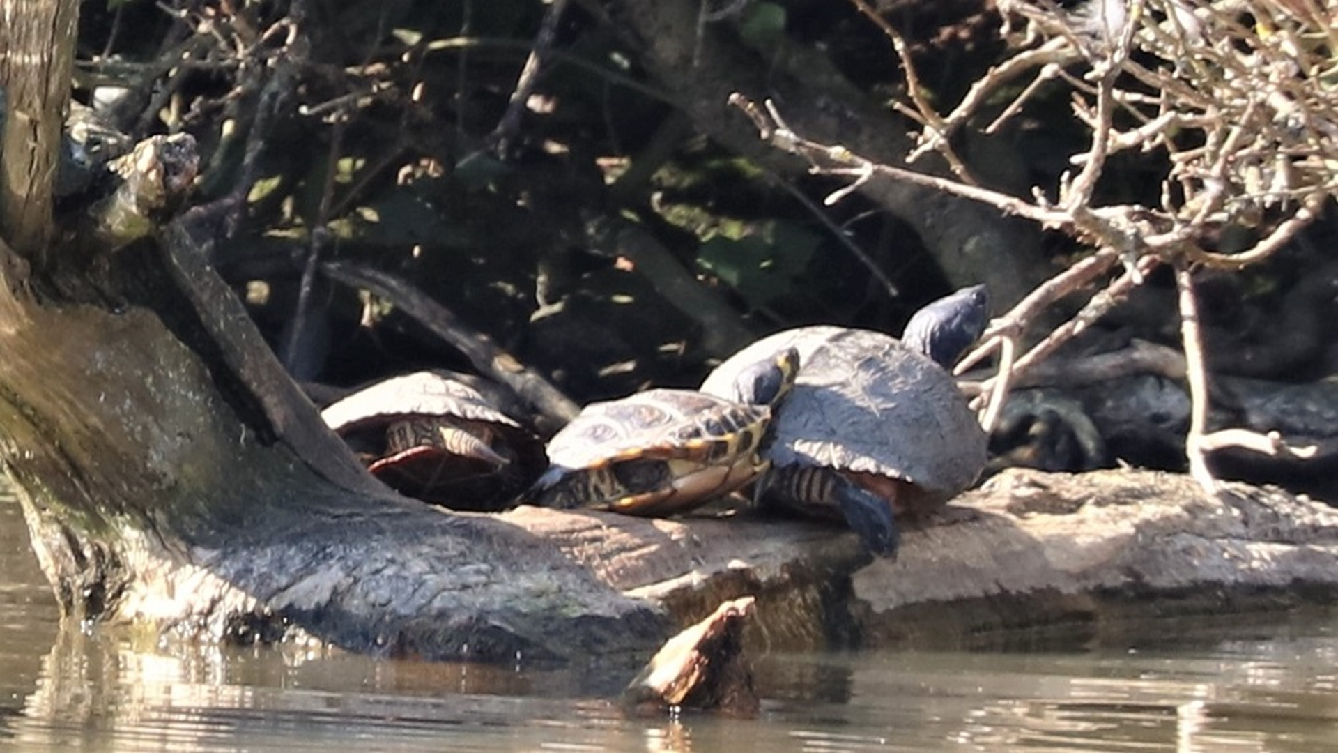 Terrapins
Trachemys