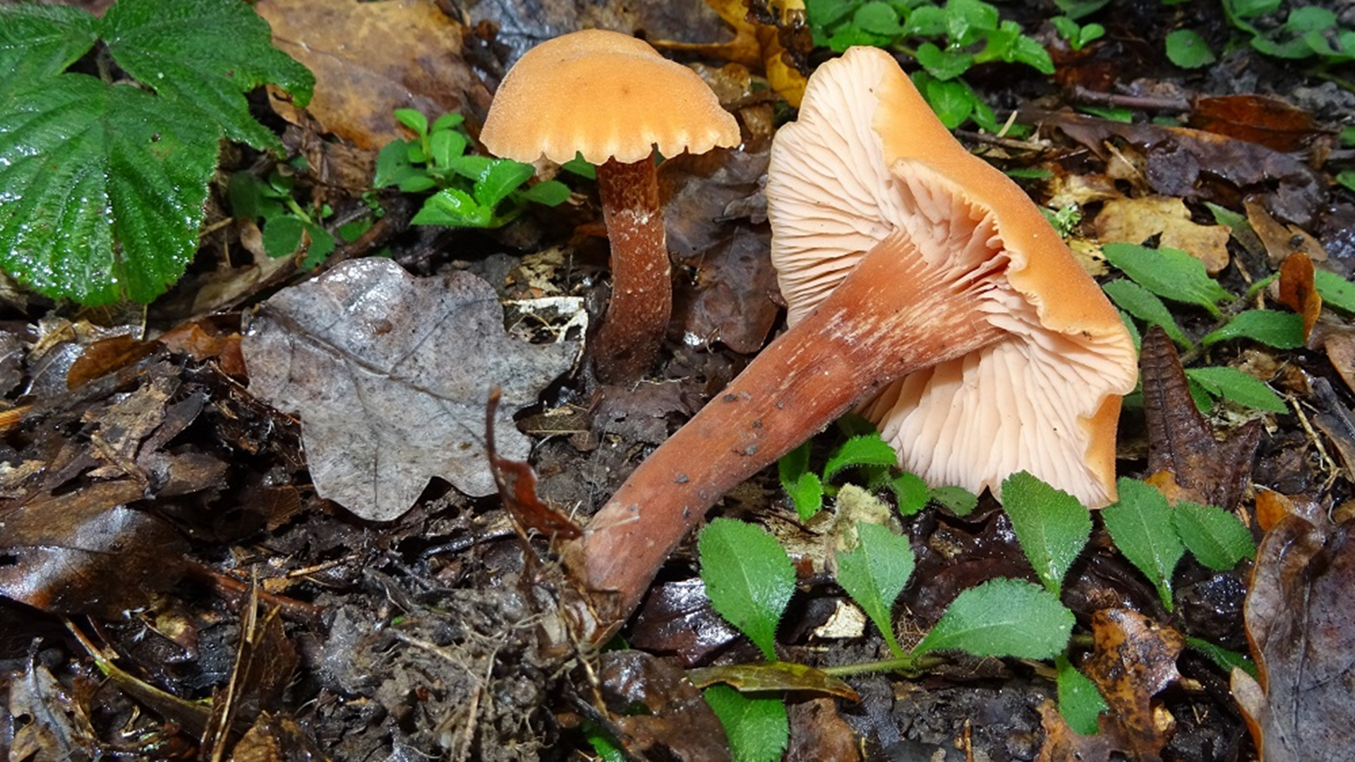 The Deceiver
Laccaria lacatta