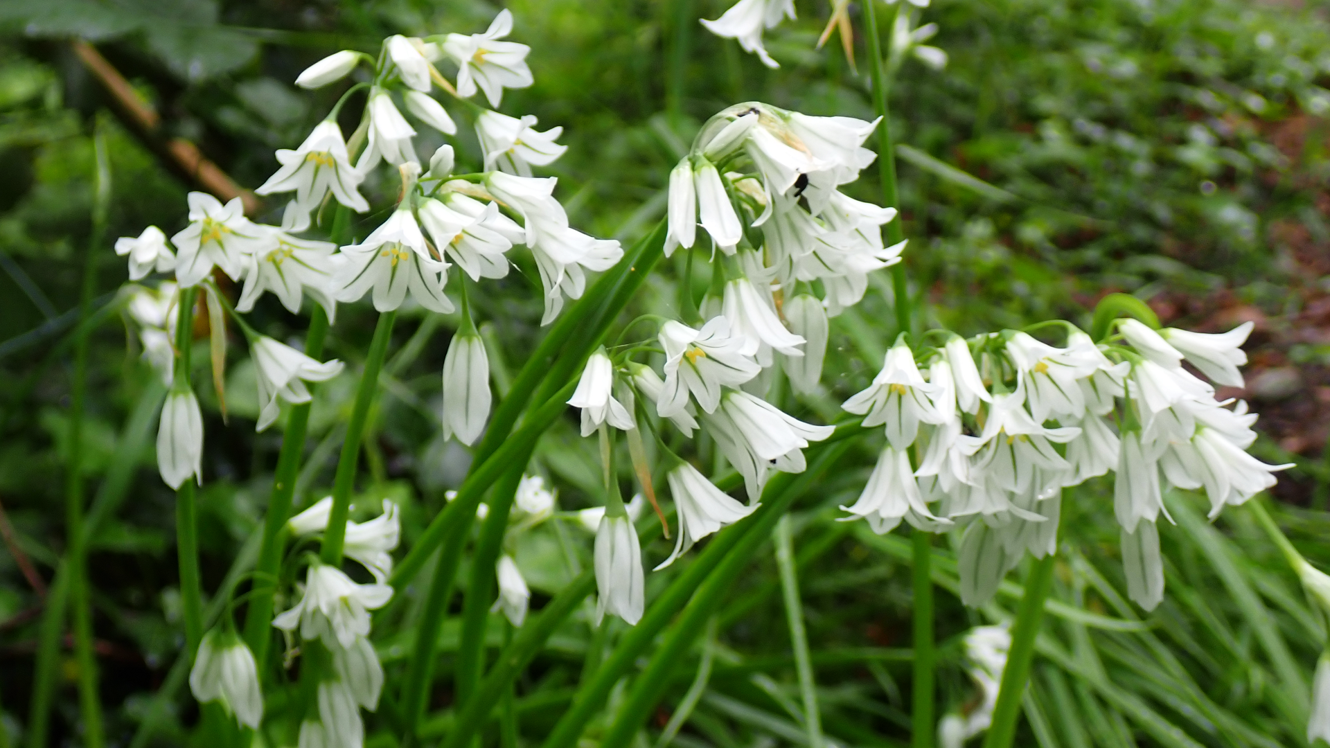 Three-cornered Leek