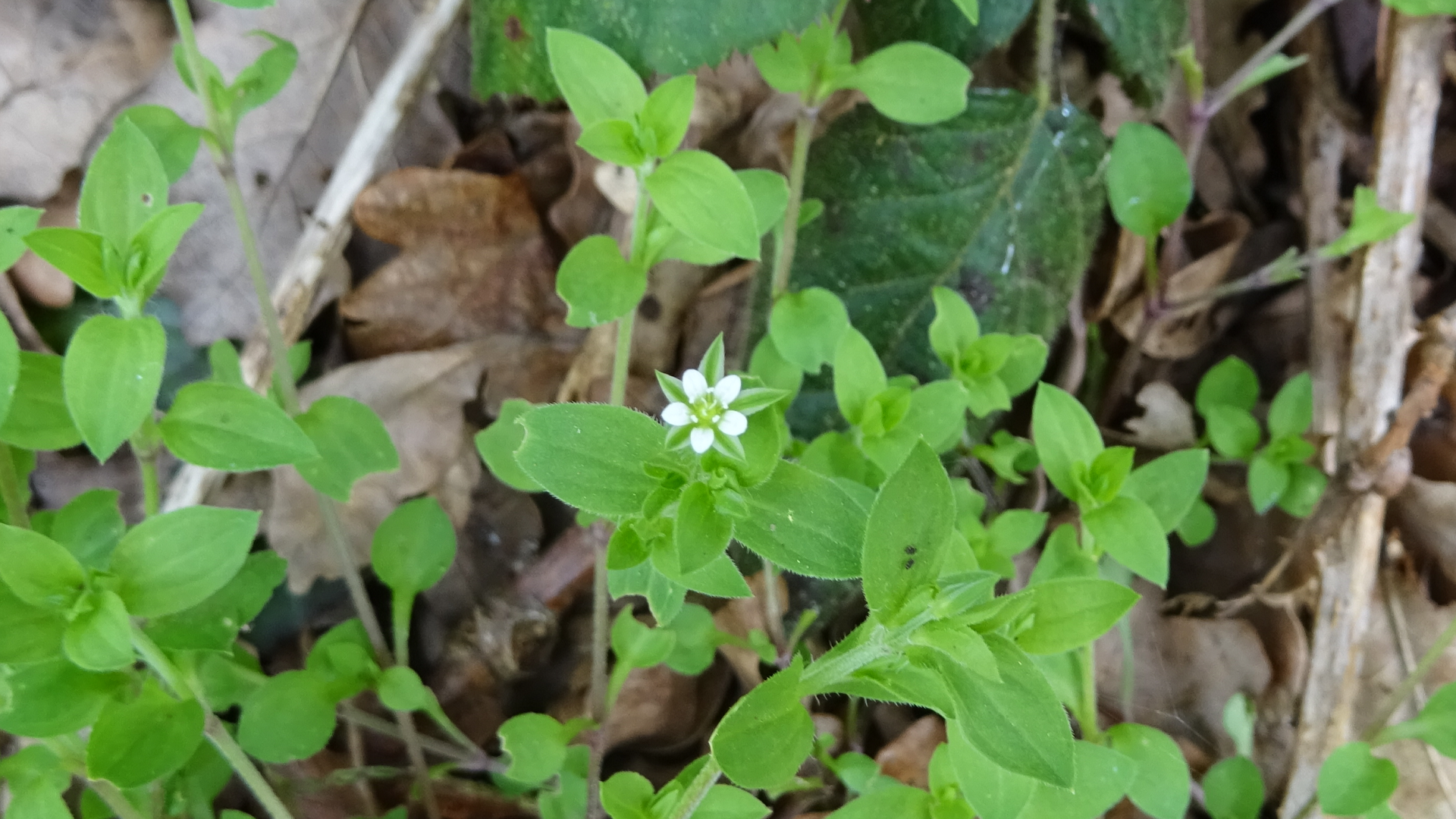 Three-nerved Sandwort