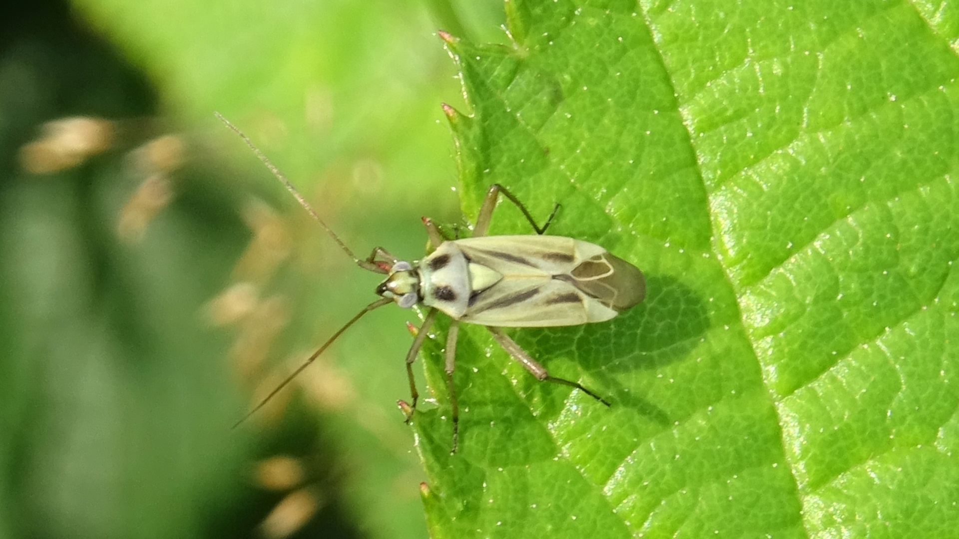 Timothy Grassbug 