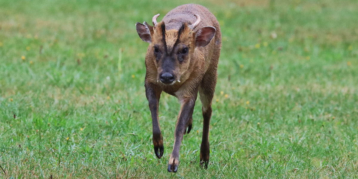 Directions To Hainault Forest directions-to-hainault-forest