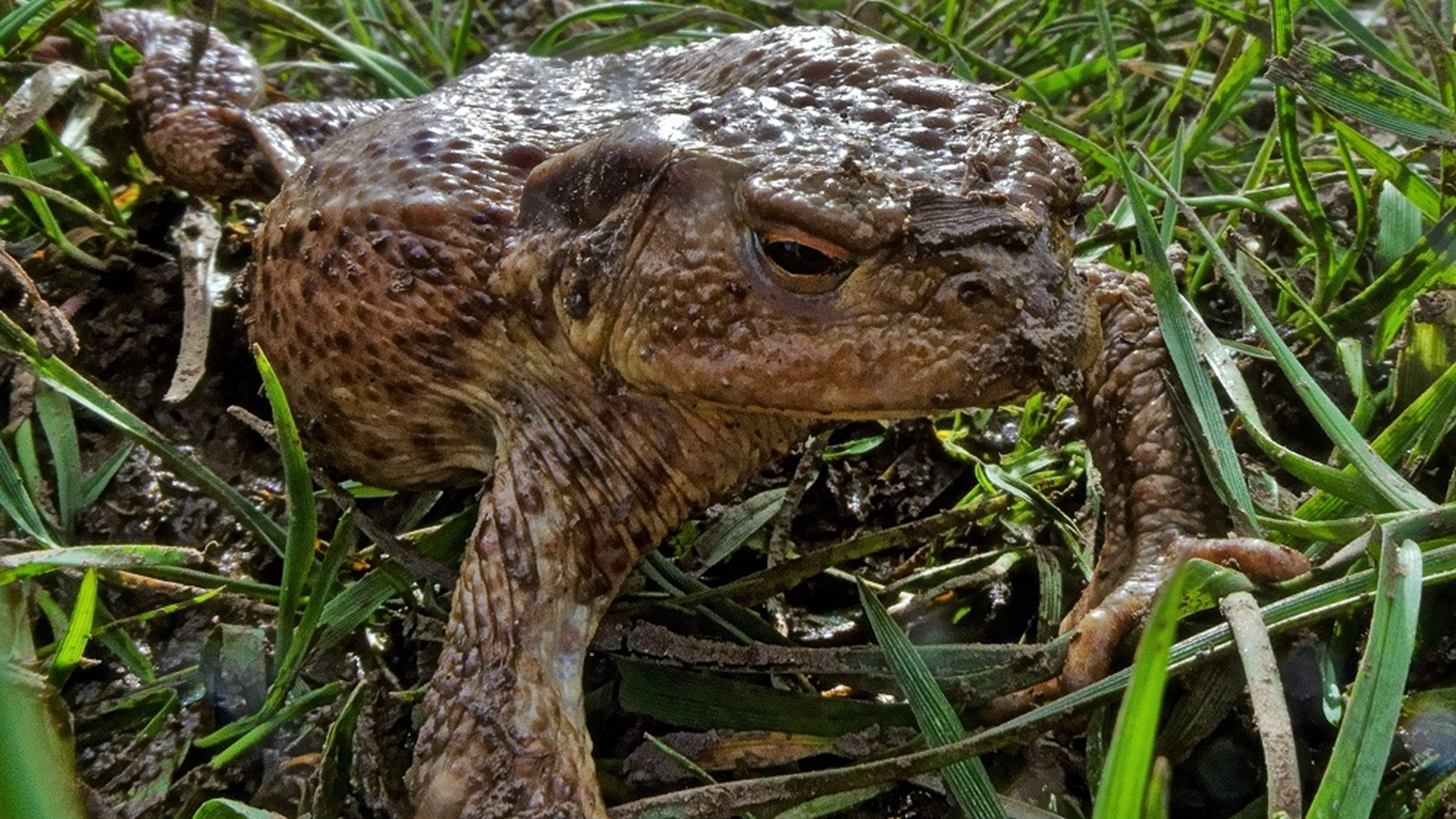 Common Toad
Bufo bufo