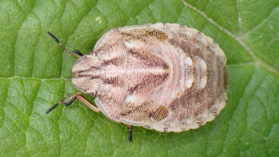 Tortoise Shieldbug
Eurygaster testudinaria