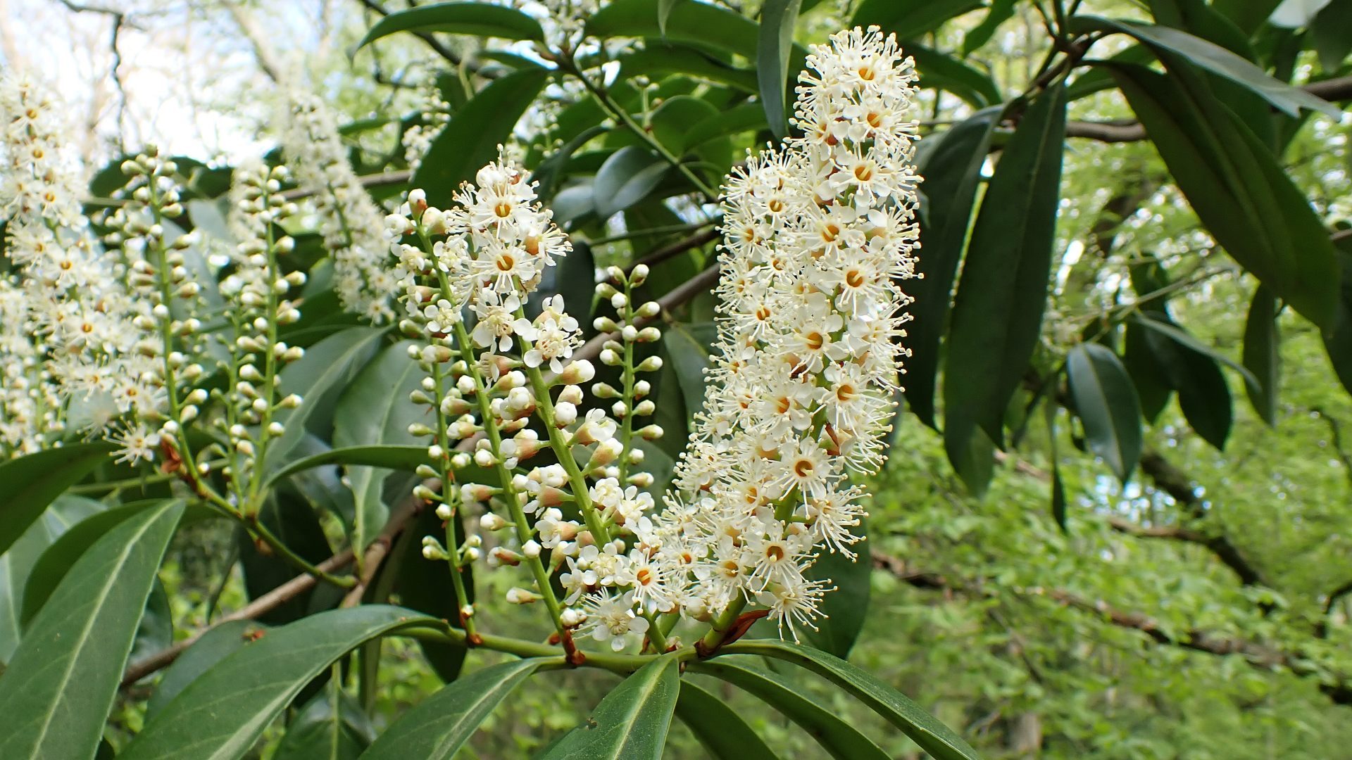 Cherry Laurel